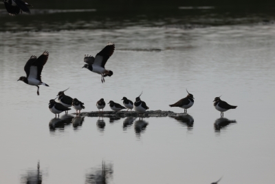 2025-01-17DiaporamaOiseaux